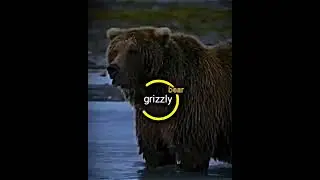 Bengal tiger vs grizzly#tiger #животные #versus