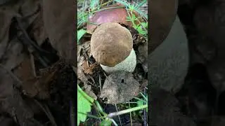 Грибные места