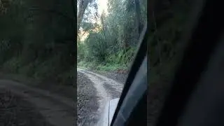 טיולי גיפים וגיפאים - בחורשות רמות מנשה - מטיילים ונהנים עם לאור נבו 2023- גיפון-נעים #offroad