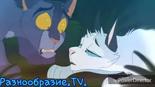 Коты-Воители. Смерти.