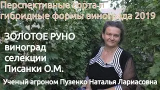 Виноград Золотое руно, Сергей и Нарцисс селекция Писанки О.М. (Пузенко Наталья Лариасовна)