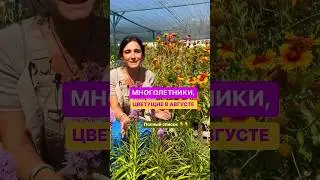 ЗАБИРАЙТЕ ВЕСЬ СПИСОК АВГУСТА 👉 в описании к видео #садовыйцентр #дача #длядачи #садоводство