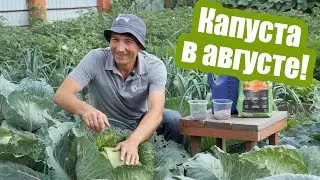 Капуста в августе: не пропустите эти работы! Поливы, подкормки и борьба с вредителями