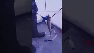 удовольствие от зимней рыбалки. 