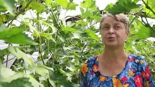 Выращивание винограда в теплице