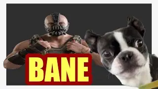 BANE ALMOST PASSED OUT! - BOXER PEES AT LOWES!