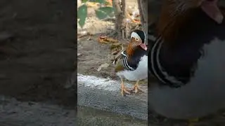 Утка мандаринка. Самые красивые птички #shorts