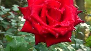 Какое вдохновенное исполнение прозы Дом-музей Закруткина В. А.