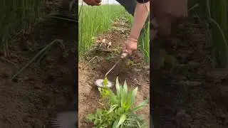Small New Weeding Tool 