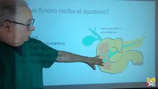 Úlcera péptica duodenal. Función duodenal. Helicobacter Pylori