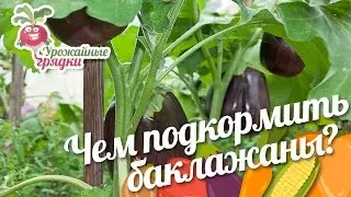 Чем подкормить баклажаны? Урожайные грядки