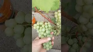 выращивание винограда в Сибири