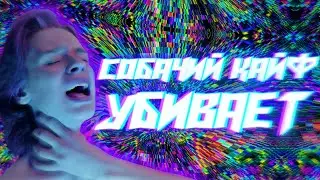 СОБАЧИЙ КАЙФ УБИВАЕТ