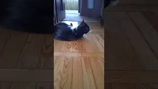кіт наркоман