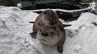 Oregon Zoo animals frolic, wrestle and play during Portland snowstorm