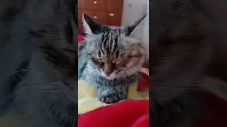 Мурочка - умничка 😻💖 