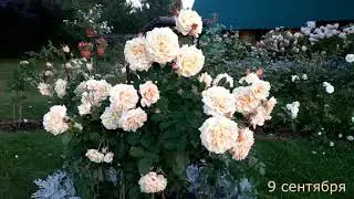✿➽ Розы из питомника  *Розы Вдохновения* ( Краснодарский край) 2020🌺🌿