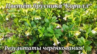 Как цветёт брусника.Результаты черенкования
