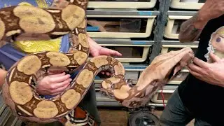 VISITING AN INSANE SNAKE COLLECTION! CHASE BAKER!! | BRIAN BARCZYK