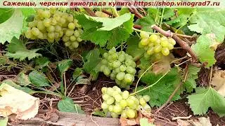 18 октября - сохранились грозди Божьего дара на кустах, форма раннего срока созревания.