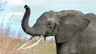 elephant sound effect - sound of elephant crying