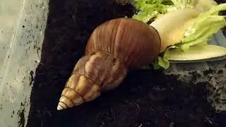 ЧЕМ Я МАЖУ РАКУШКУ УЛИТОК?!