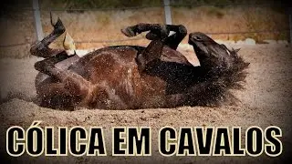 Cólica em cavalos: o que fazer?
