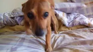 October 16  2017  Toby Wakes Up