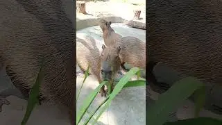 Кормим и гладим КАПИБАР 