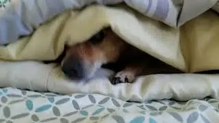 July 28 2018  Toby Hiding in Bedsheets A