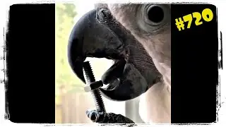 САМЫЕ СМЕШНЫЕ ПОПУГАИ 😂 ПРИКОЛЫ С ПОПУГАЯМИ 😆 FUNNY PARROTS 
