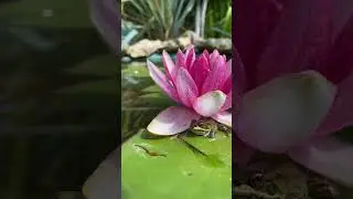 В моем пруду расцвела нимфея Аттракцион🪷 и поселилась лягушечка🐸