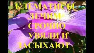 Клематисы лечим срочно от увядания и полного засыхания.