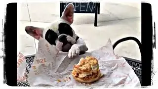 ЭТО МОЙ БУРГЕР) смешные собаки 2019 | Funny Dogs Compilation 