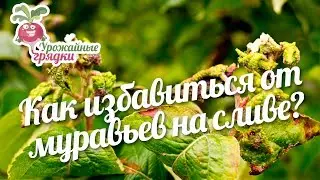 Как избавиться от муравьев на сливе? #urozhainye_gryadki
