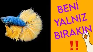 Karma Akvaryumda Betta - 13 Tavsiye