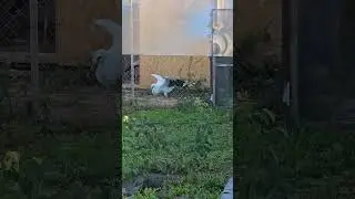 Лапка #брестскийаист #аист #спасениептиц