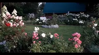 ✿➽ Наш сад на Среднем Урале  🌺🌿 Сезон 2021 август 🌺🌿  часть 1