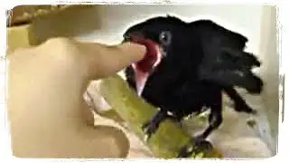 ПРИКОЛЫ С ЖИВОТНЫМИ (смешные птицы) | FUN WITH ANIMALS (funny birds) 