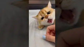 Опасная кошка