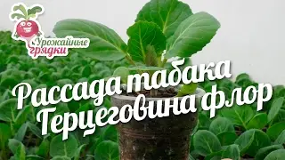 Рассада табака. Герцеговина флор. Урожайные грядки.