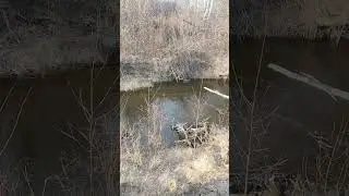 Канадский волк - гибрид и Бобр. (бобёр)