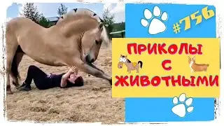 🔥ЛУЧШИЕ ПРИКОЛЫ 🔥 С ЖИВОТНЫМИ 🐎🐑🐥 Funny Animals 
