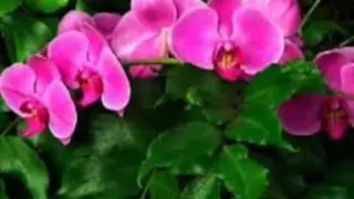ТАНГО   ЦВЕТОВ .