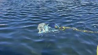 DeepVL: Dynamics and Inertial Measurements-based Deep Velocity Learning for Underwater Odometry