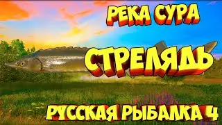 русская рыбалка 4 - Стерлядь река Сура - рр4 фарм Алексей Майоров russian fishing 4