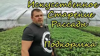 [ИСКУССТВЕННОЕ СТАРЕНИЕ РАССАДЫ] Чем хороша эта подкормка для томатов?