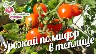 Урожай помидор в теплице. Подготовка земли для помидор 