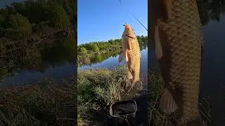 вываживание карася #рыбалка #fishing #флэтфидер #ловлякарася