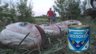 Сгущенка рулит. Толстолобы клюют .Часть2